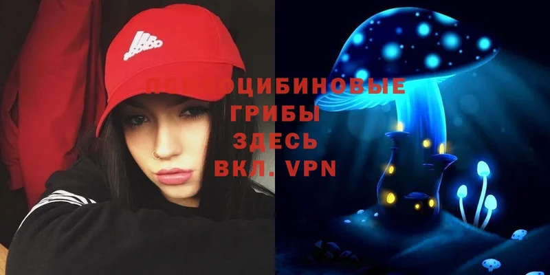 OMG ССЫЛКА  Бологое  нарко площадка формула  что такое   Псилоцибиновые грибы Psilocybe 